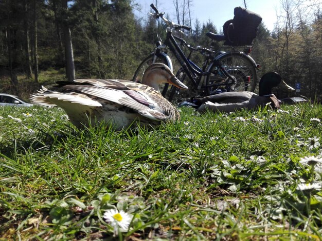 Zdjęcie kaczki mallardowe odpoczywające na polu w słoneczny dzień