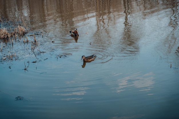 Kaczki mandarynki pływające po jeziorze