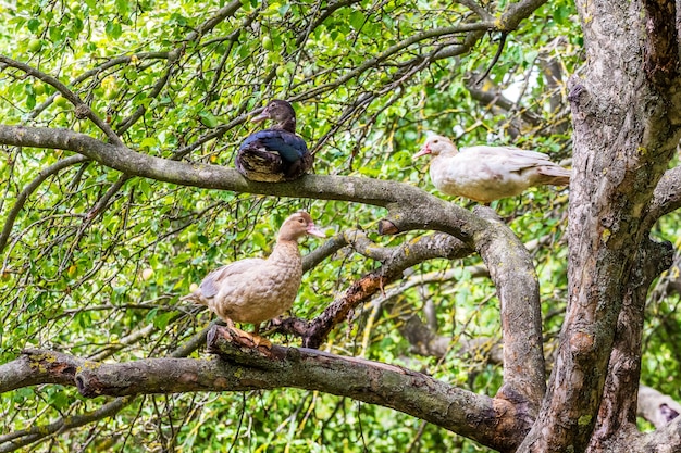 Kaczki Muscat Siedzą W Ogrodzie Na Drzewie