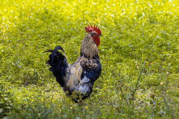 Zdjęcie kaczki na polu