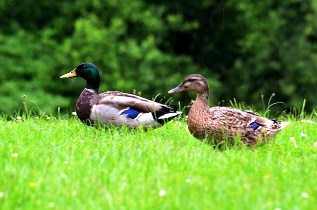 Zdjęcie kaczki na trawie.