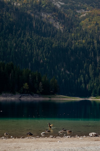 Kaczki. Naturalny krajobraz. Górskie jezioro, Czarnogóra, Park Narodowy Durmitor