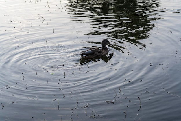 Kaczki pływają w stawie Dzikie kaczki