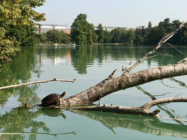 Kaczki pływające na jeziorze na tle nieba