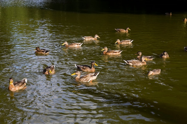 Kaczki pływające po jeziorze