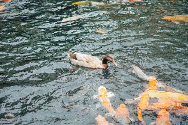 kaczki pływające wokół ryb koi w stawie