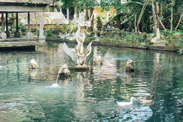 kaczki pływające wokół ryb koi w stawie