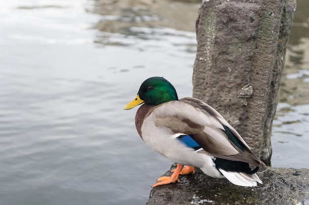 Kaczki siedzą nad wodą w reykjaviku w islandii. Kaczka krzyżówka z zieloną głową i żółtym dziobem. Ptak ptactwa wodnego na brzegu na świeżym powietrzu. Zwierzę w dzikiej przyrodzie i dzikiej przyrodzie.