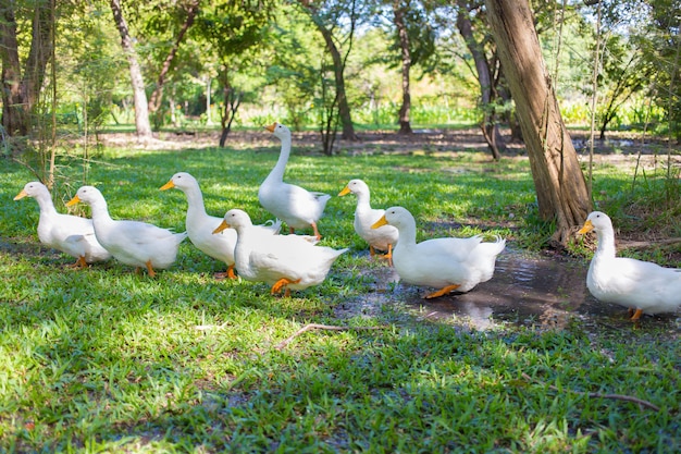 Kaczki Yi-liang Mają Biały Kolor, A żółty Dziobak Spacerują Po Zielonym Ogrodzie.