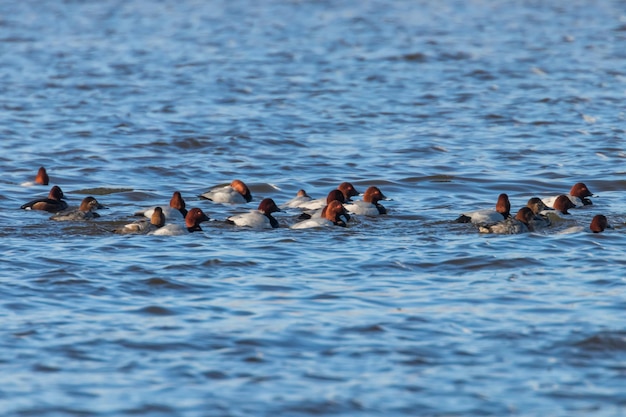 Kaczki zwykłe pływające w jeziorze Aythya ferina