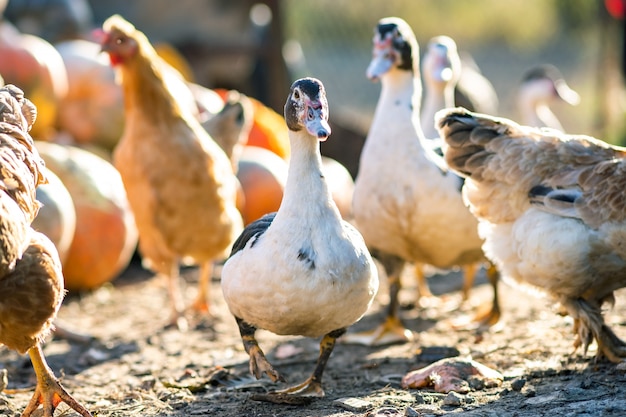 Kaczki żywią się tradycyjnym wiejskim podwórzem. Szczegół głowa kaczki. Zamyka up waterbird pozycja na stajnia jardzie. Chów drobiu z chowu na wolnym wybiegu.