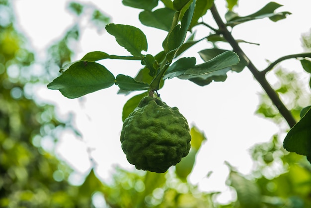 Zdjęcie kaffir lime na drzewie