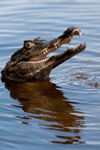 Kajman Brunatny Kajman Crocodilus Fuscus Los Llanos Wenezuela Ameryka Południowa