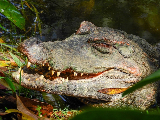 Kajman nad brzegiem laguny, Amazonia, Ekwador