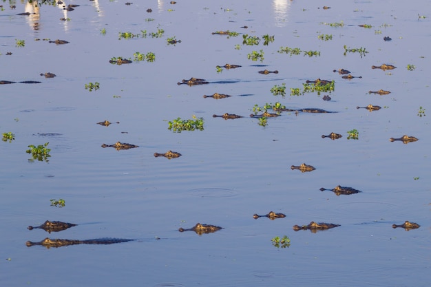 Kajman unoszący się na powierzchni wody w Pantanal w Brazylii. Brazylijska przyroda.