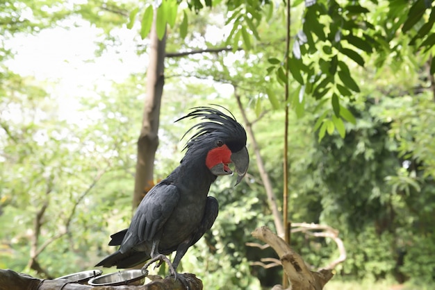 Kakadu czarnej palmy (Probosciger aterrimus) perching na gałęzi