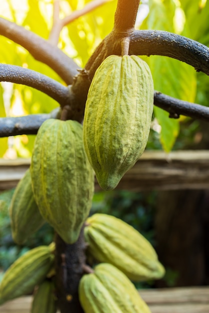 Kakao Organiczne strąki owoców kakaowca w naturze
