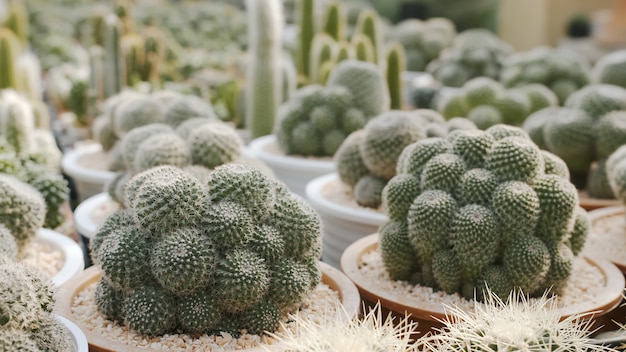 Kaktus beczkowy uprawiany w doniczkach do dekoracji wnętrz w szkółce kaktusów