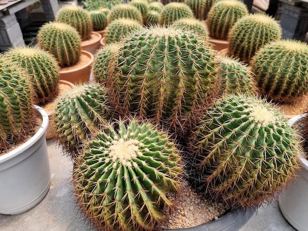 Kaktus Echinocactus grusonii Prawdopodobnie najbardziej znanym gatunkiem jest złota beczka z Meksyku