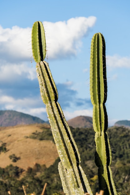 kaktus i roślinność na pierwszym planie z pięknym widokiem na góry petropolis