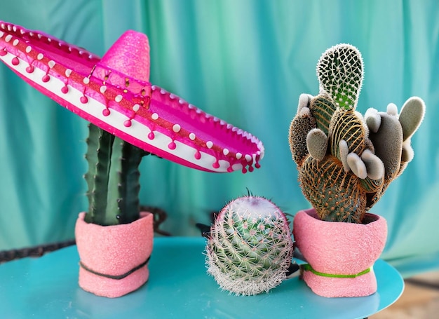 Kaktus i różowy sombrero na przyjęcie.