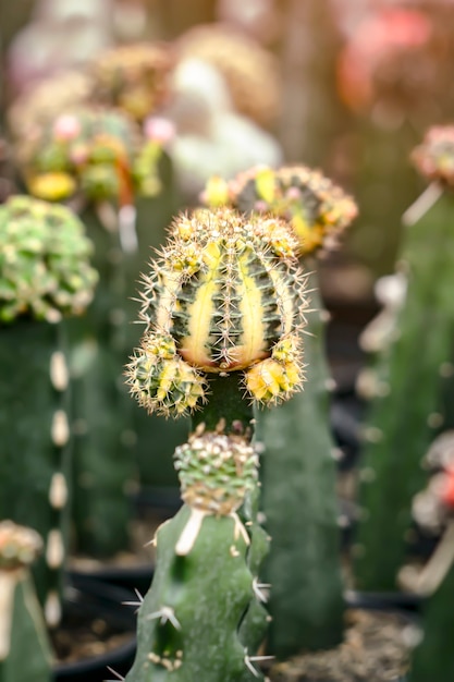 Kaktus kiełkujący przez 2 miesiące zaczyna mieć kolce i piękne kolory