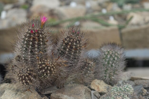 Zdjęcie kaktus mamillaria z różowymi kwiatami na tle kamieni