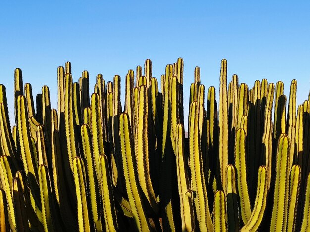 Zdjęcie kaktus na jasnym niebie