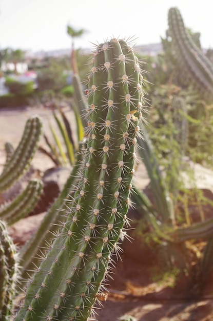 Kaktus o zachodzie słońca zbliżenie na tle innych kaktusów
