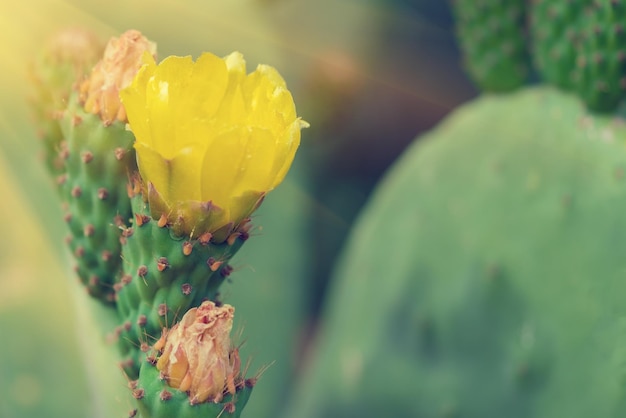 Kaktus opuncja z żółtym kwiatem