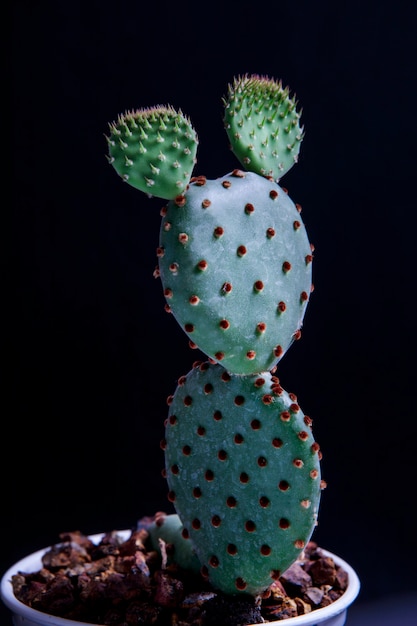 Zdjęcie kaktus opuntia rufida w doniczce na czarnym tle