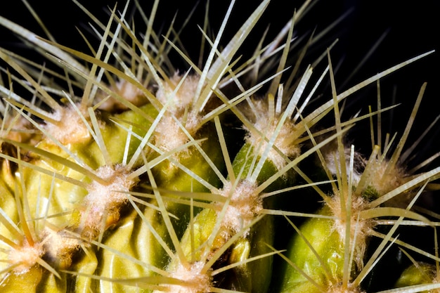 Kaktus przeznaczone do walki radioelektronicznej