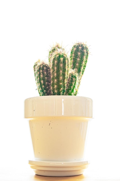 kaktus roślina cierniste sukulenty wiecznie zielony kryty kwiat w doniczce kopia przestrzeń flora tło