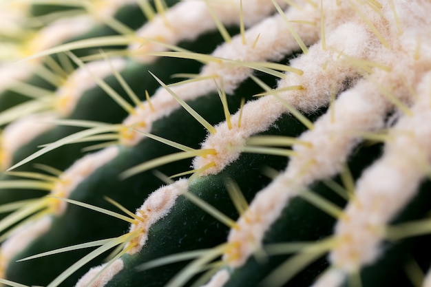 Kaktus rośliny outdoors, kopii przestrzeń.