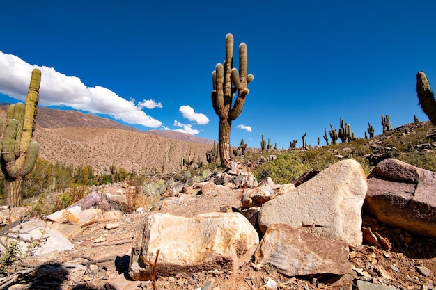 Zdjęcie kaktus rosnący na skale na tle nieba