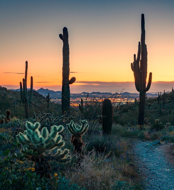 Zdjęcie kaktus saguaro rosnący na polu na tle nieba podczas zachodu słońca z tłem miasta