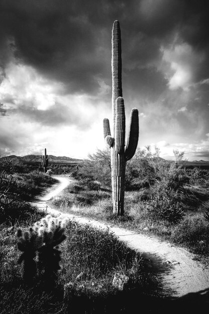 Kaktus Saguaro rosnący na polu na tle nieba