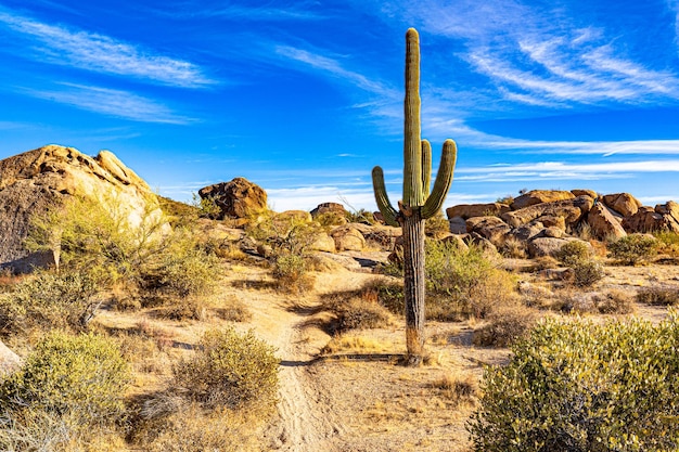 Kaktus saguaro wśród głazów na pustyni Sonora