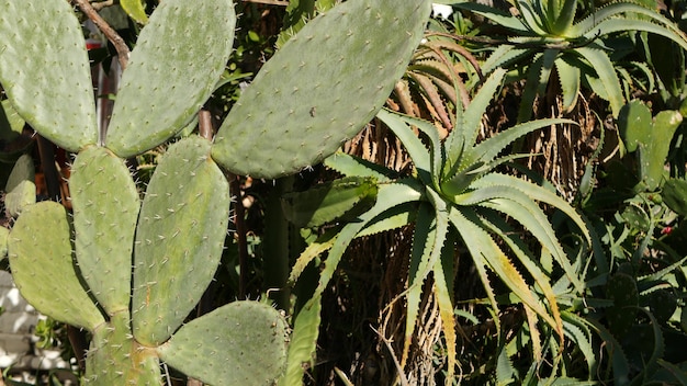 Kaktus sukulenty california usa pustynia flora suchy klimat naturalny kwiat botaniczny zbliżenie tło zielony ozdobne niezwykła roślina doniczkowa ogrodnictwo w ameryce rośnie z aloesem i agawą