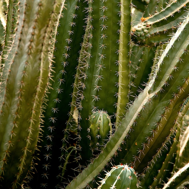 Kaktus tekstury makro. Koncepcja miłośnika roślin