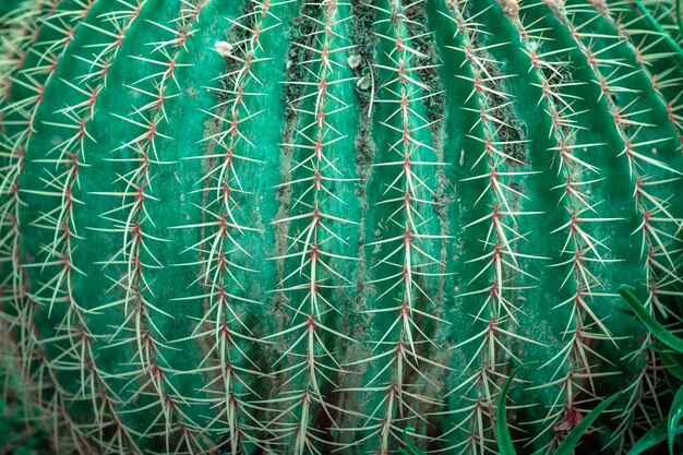 Kaktus tekstury zielony natura tło Tropikalna egzotyczna naturalna tekstura z kolcami