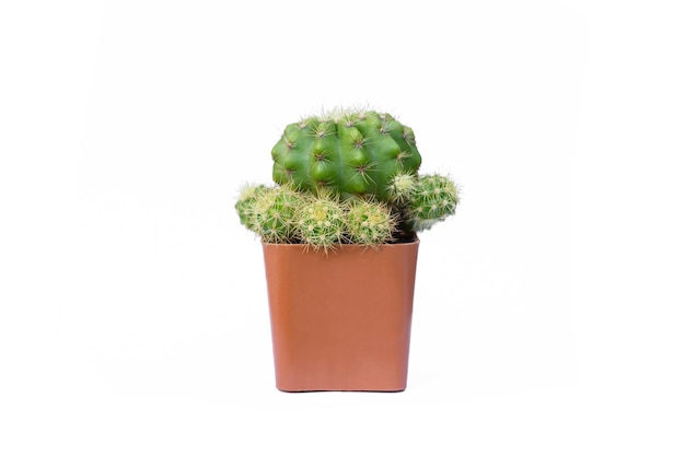 Kaktus w małej doniczce na białym tle