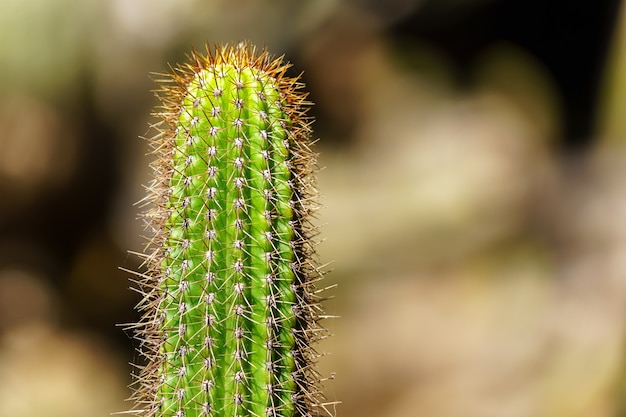 Kaktus w ogrodzie botanicznym na wyspie Gran Canaria. Zamknij się zdjęcie z nieostre tło. Hiszpania