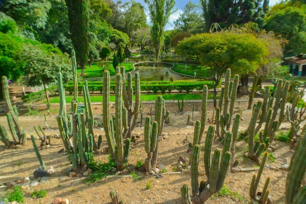 Zdjęcie kaktus w parku