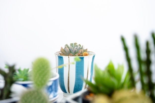 Kaktus w pięknie dekorującym garnku na stole