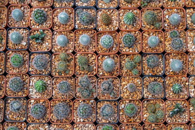 Zdjęcie kaktus w rynku kwiatów