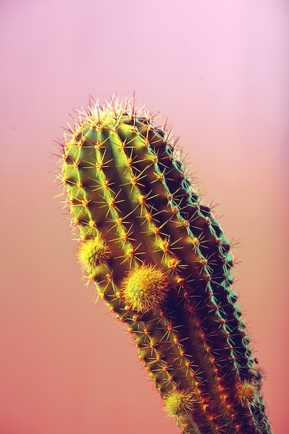 Kaktus w tle