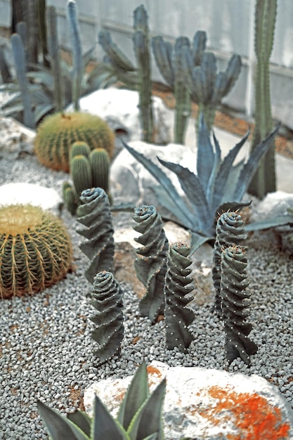 Kaktus z bliska na piasku w ogrodzie kaktusów