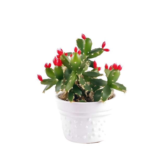 Kaktus z czerwonymi kwiatami na białym tle zawiera ścieżkę przycinającą