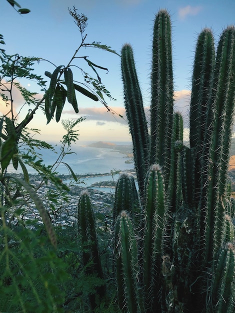 Zdjęcie kaktus z honolulu